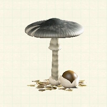 キノコのパラソル_あやしいキノコ