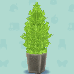 ゴールドクレスト